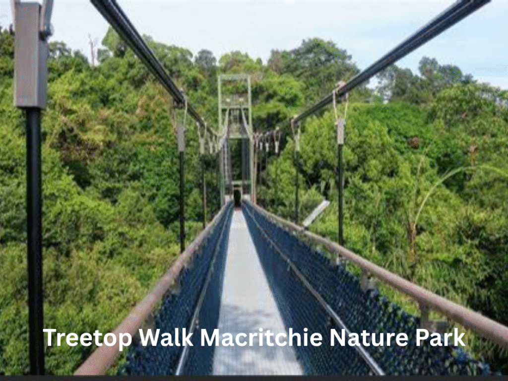 treetop-walk-macritchie-nature-park